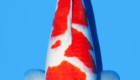 Alasan Memilih Ikan Koi Kohaku Import atau Lokal