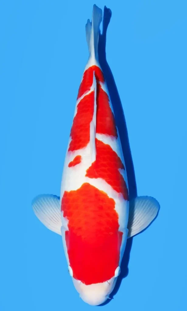Alasan Memilih Ikan Koi Kohaku Import atau Lokal