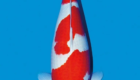 Cara Memilih Ikan Koi Kohaku Berkualitas