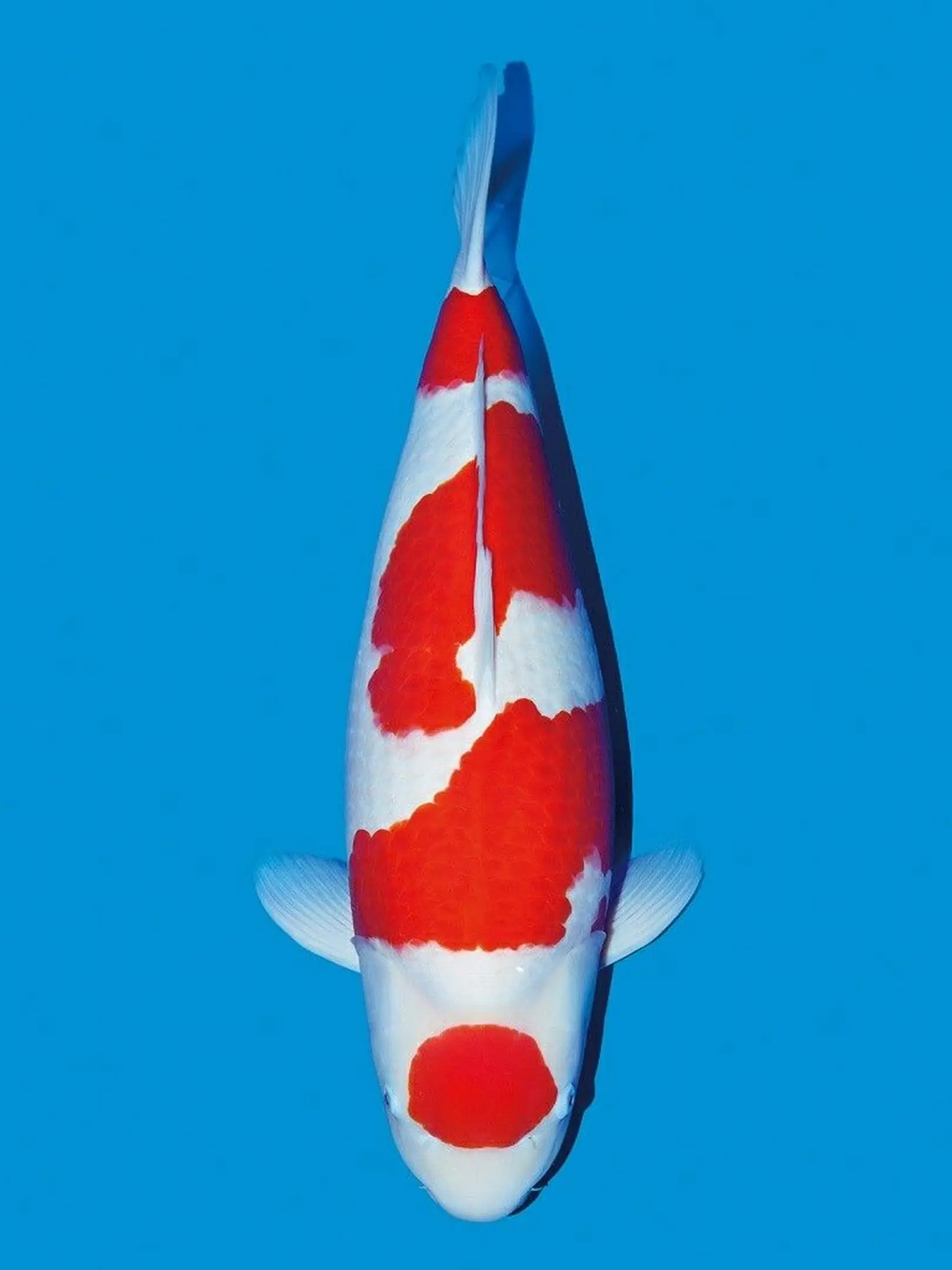 Cara Memilih Ikan Koi Kohaku Berkualitas