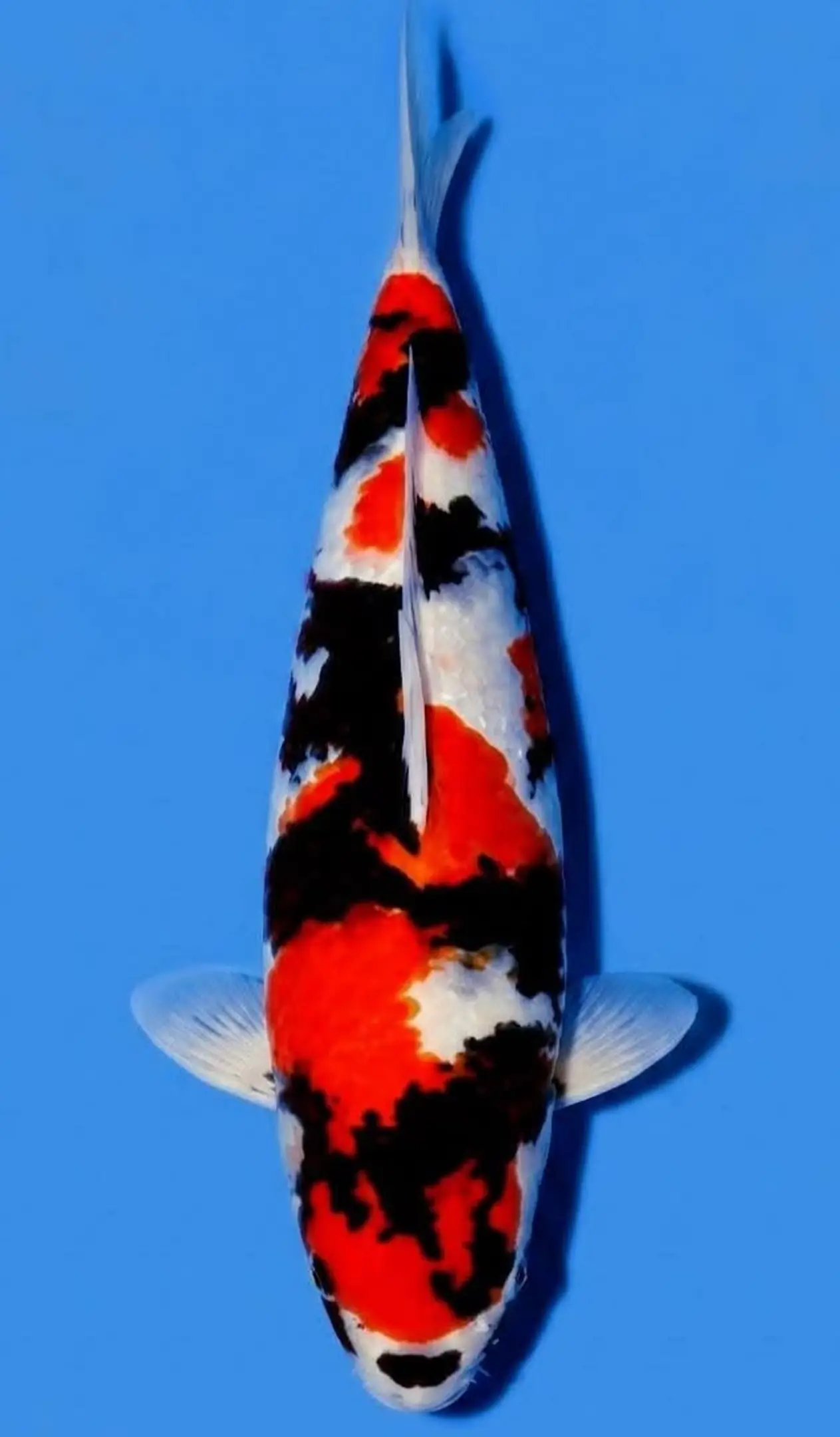 FAQ Tentang Jual Ikan Koi Showa