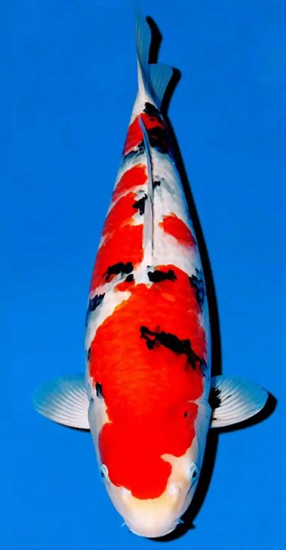 Faktor yang Mempengaruhi Harga Jual Ikan Koi Sanke