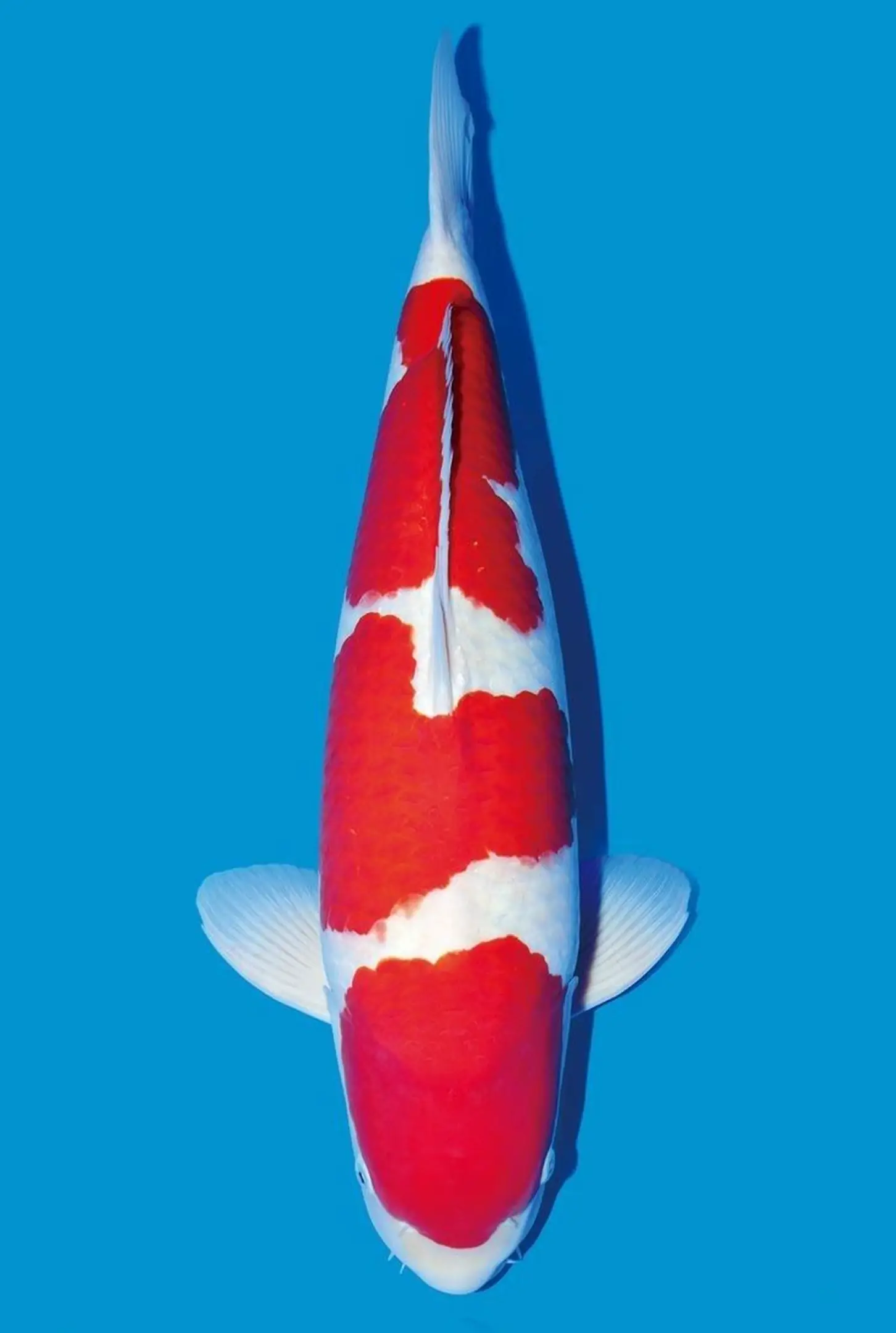 Harga Jual Ikan Koi Kohaku Berdasarkan Ukuran dan Grade