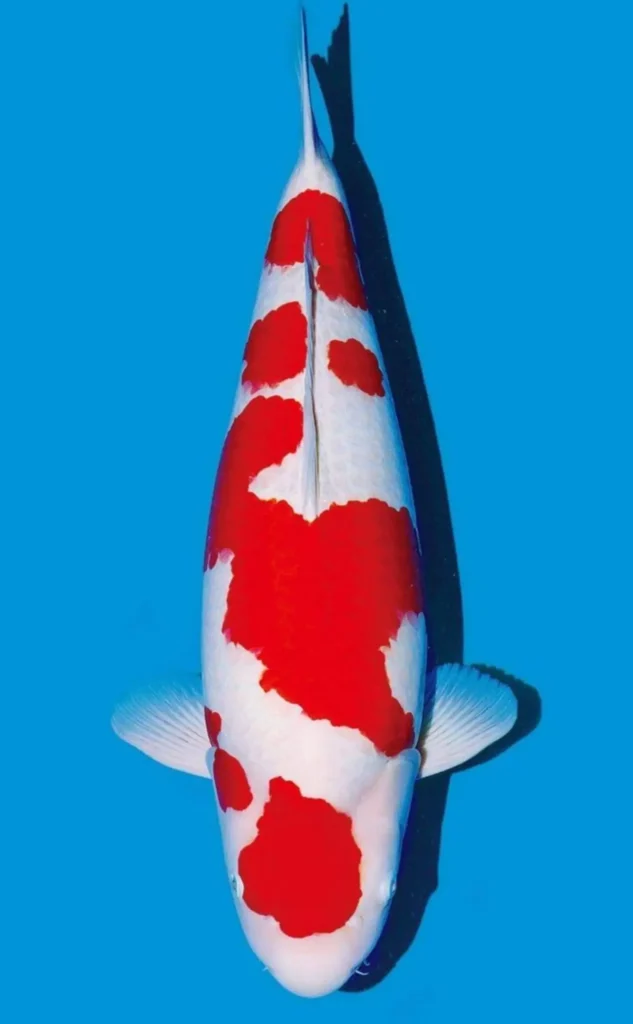 Jual Ikan Koi Kohaku Import dan Lokal Berkualitas Premium di Agro Koi Farm