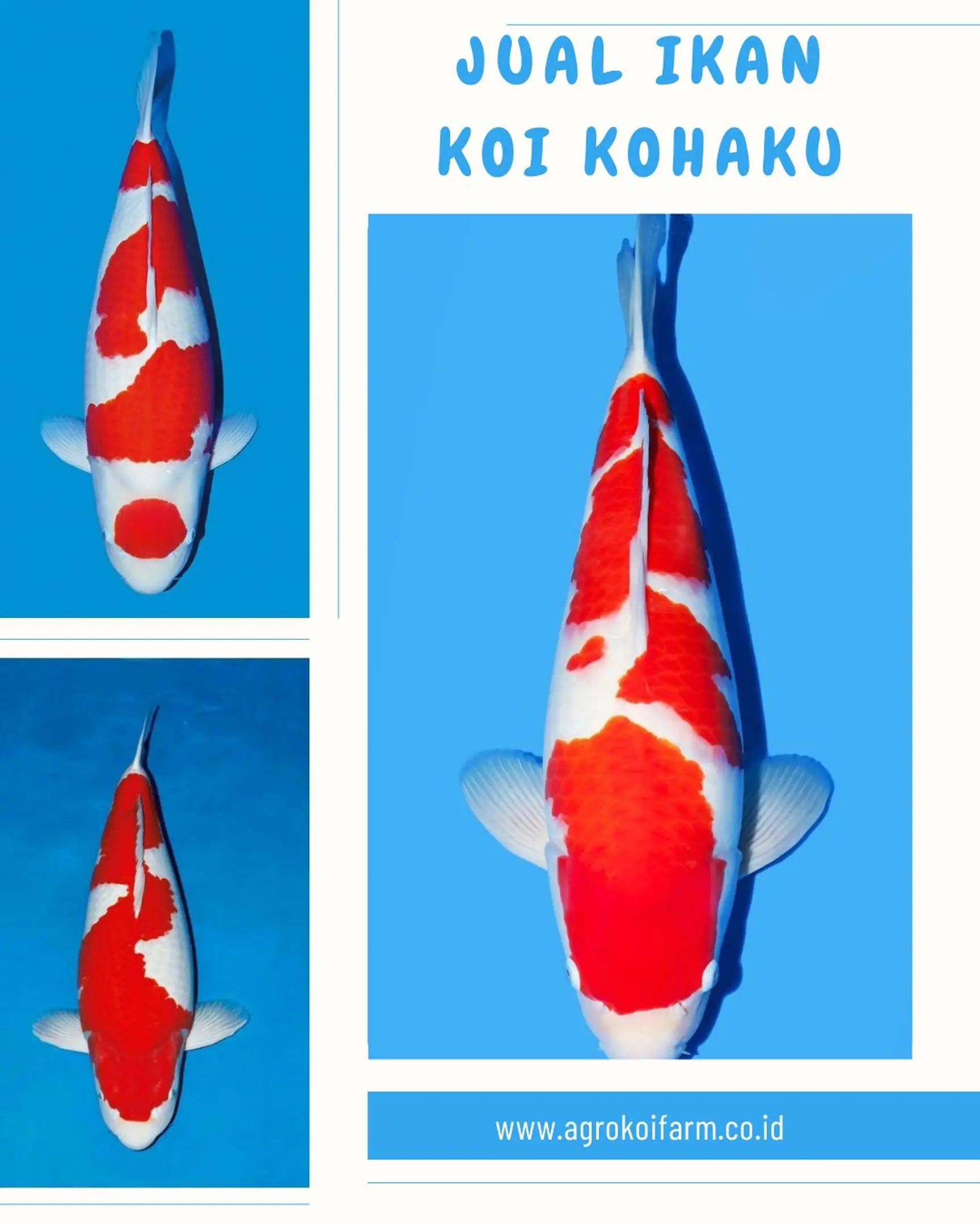 Jual Ikan Koi Kohaku Import dan Lokal Berkualitas Premium