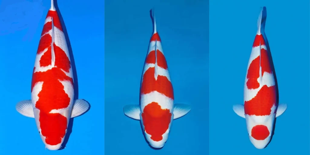 Jual Ikan Koi Kohaku Import dan Lokal dengan Berbagai Pilihan