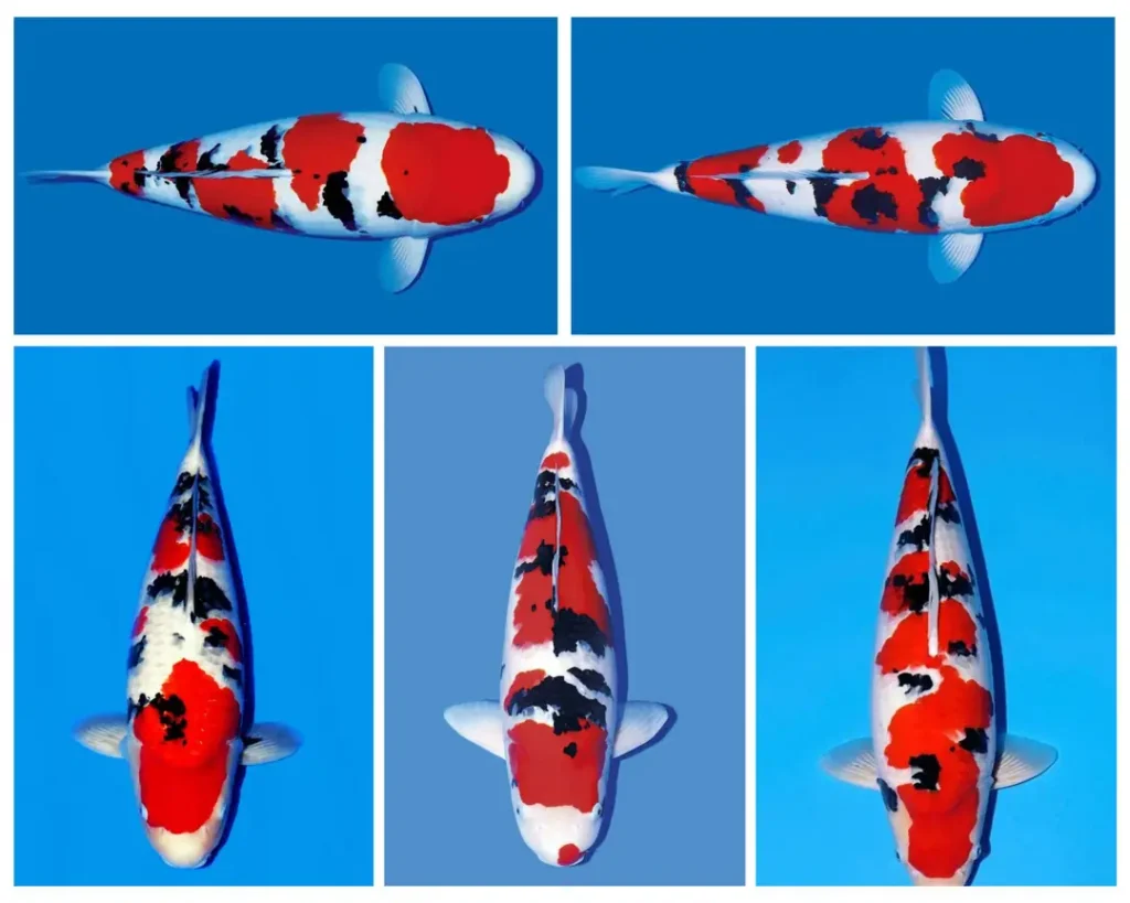 Jual Ikan Koi Sanke Berkualitas Harga Kompetitif