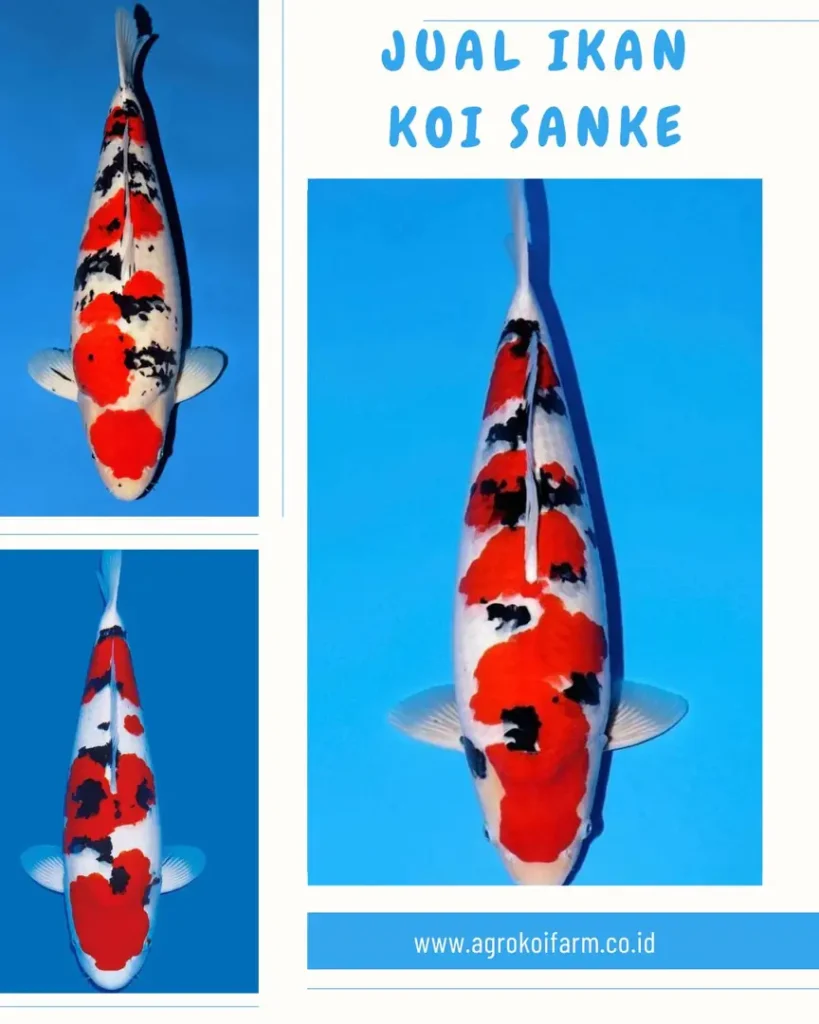 Jual Ikan Koi Sanke Berkualitas, Sehat & Siap Kirim ke Seluruh Indonesia