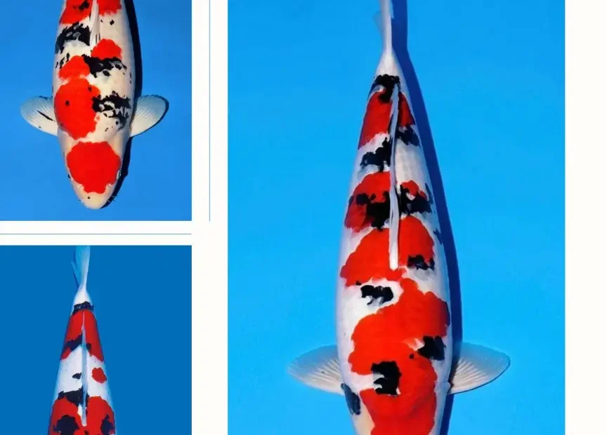 Jual Ikan Koi Sanke Berkualitas, Sehat & Siap Kirim ke Seluruh Indonesia