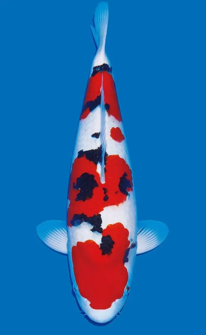 Jual Ikan Koi Sanke Berkualitas di Agro Koi Farm
