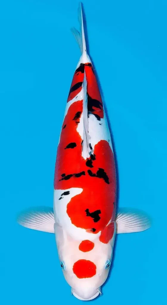 Jual Ikan Koi Sanke Berkualitas untuk Koleksi dan Kolam