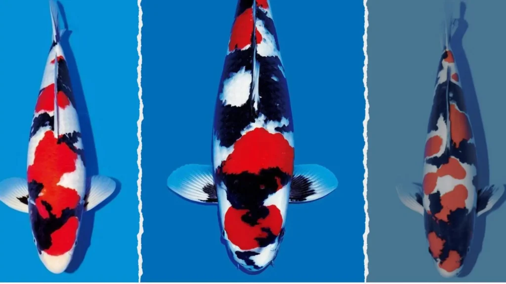 Jual Ikan Koi Showa Berbagai Ukuran