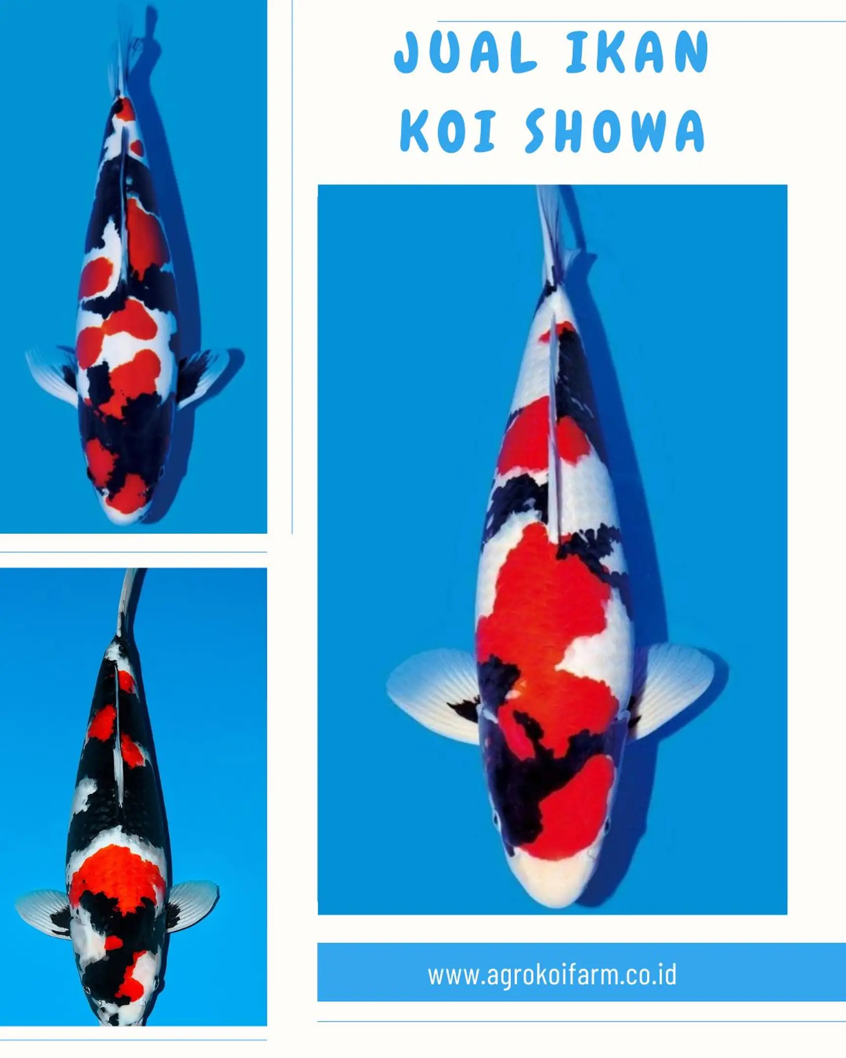 Jual Ikan Koi Showa Berbagai Ukuran, Grade A & Siap Kirim