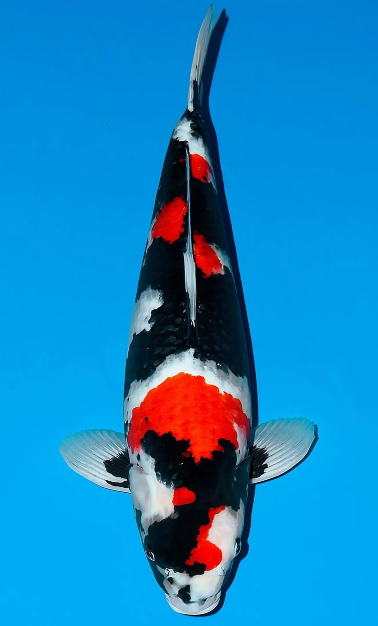 Jual Ikan Koi Showa Berkualitas untuk Koleksi dan Mempercantik Kolam