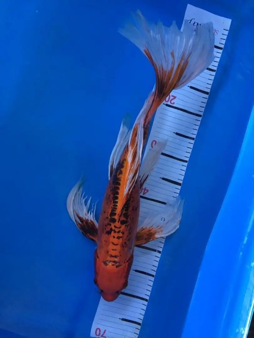 Jual Ikan Koi Slayer Berbagai Ukuran