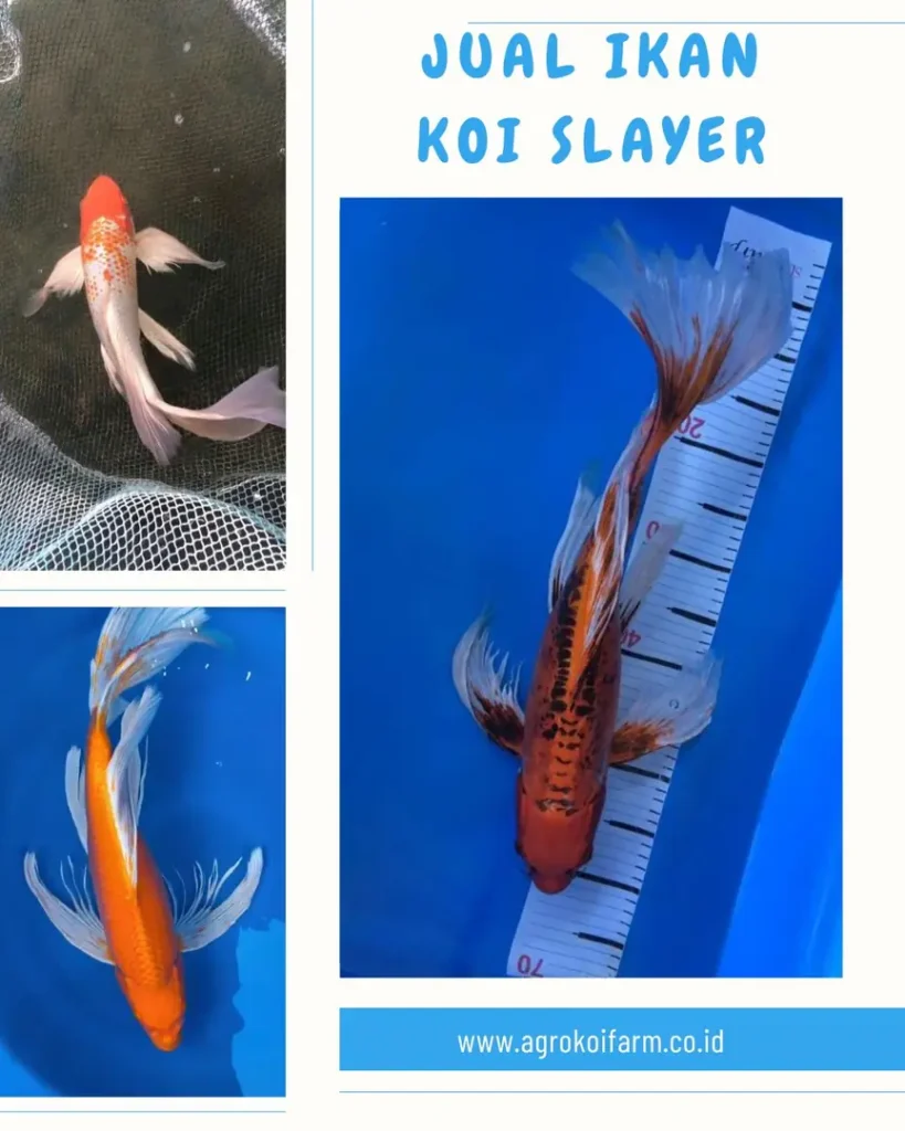 Jual Ikan Koi Slayer Berkualitas, Terpercaya, Pilihan Ukuran Lengkap