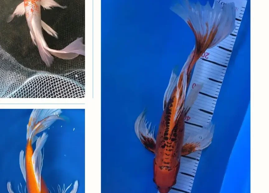 Jual Ikan Koi Slayer Berkualitas, Terpercaya, Pilihan Ukuran Lengkap