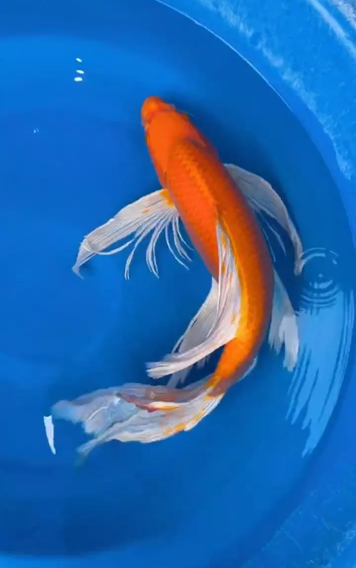 Jual Ikan Koi Slayer Berkualitas untuk Koleksi dan Kolam Koi
