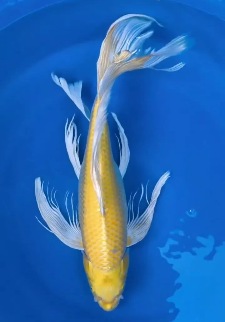 Jual Ikan Koi Slayer Online dengan Pilihan Ukuran Lengkap