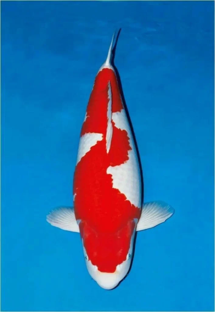 Keunggulan Membeli Ikan Koi Kohaku di Agro Koi Farm