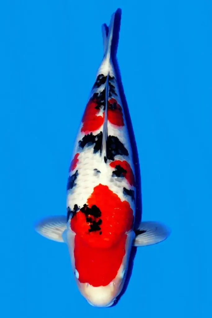 Mengapa Memilih Agro Koi Farm untuk Membeli Ikan Koi Sanke
