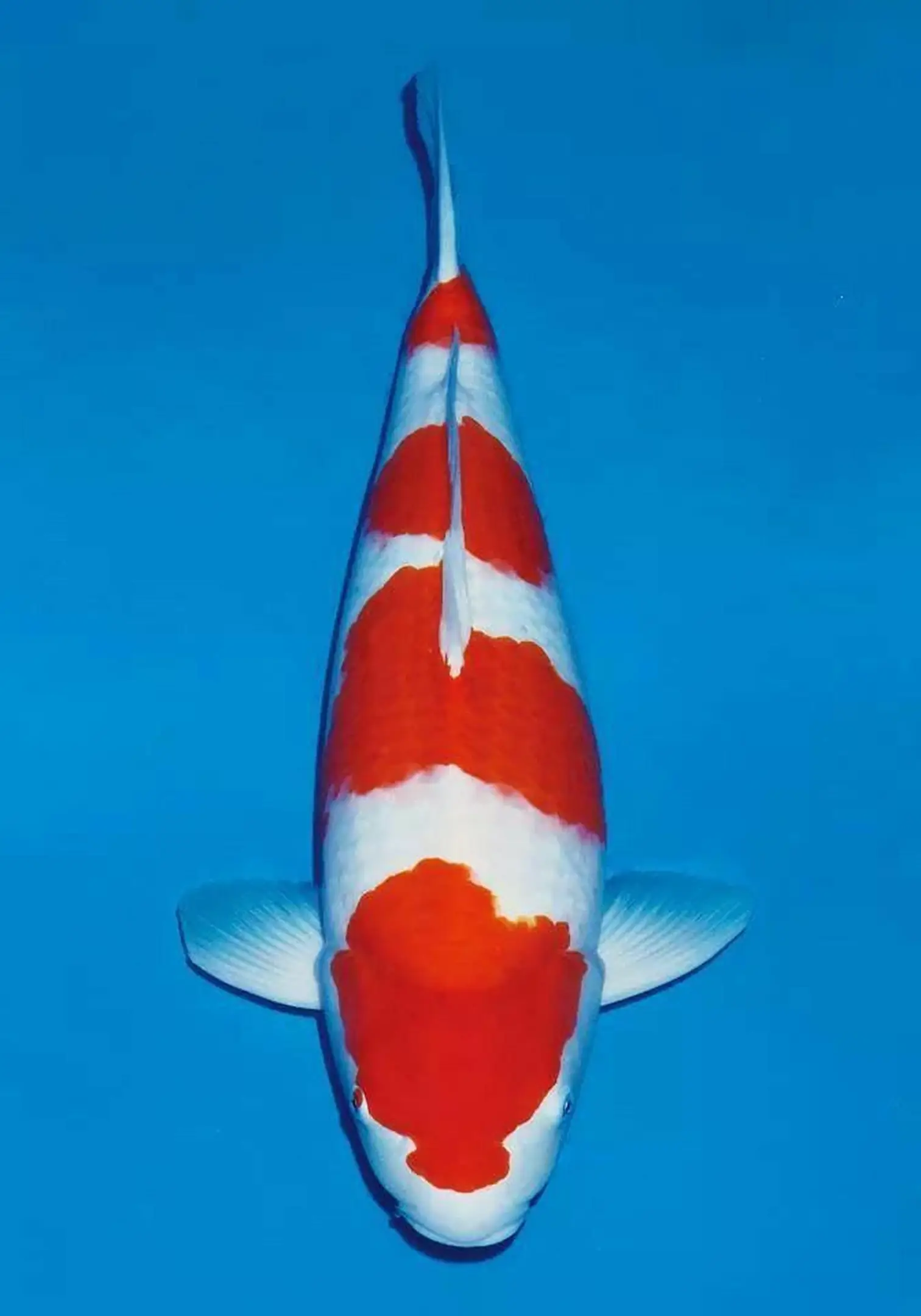 Mengenal Ikan Koi Kohaku, Varietas Koi Paling Populer