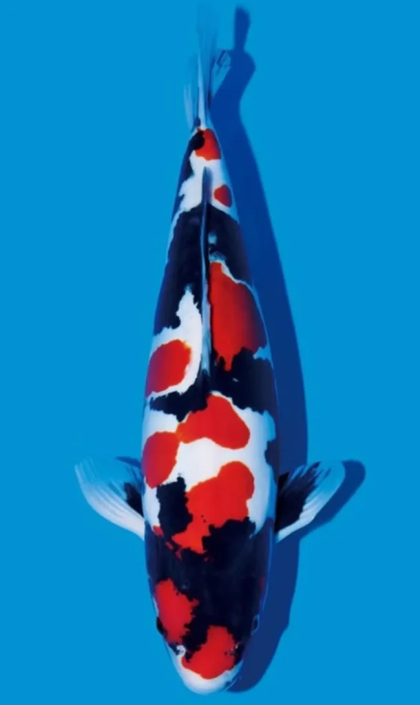 Mengenal Ikan Koi Showa