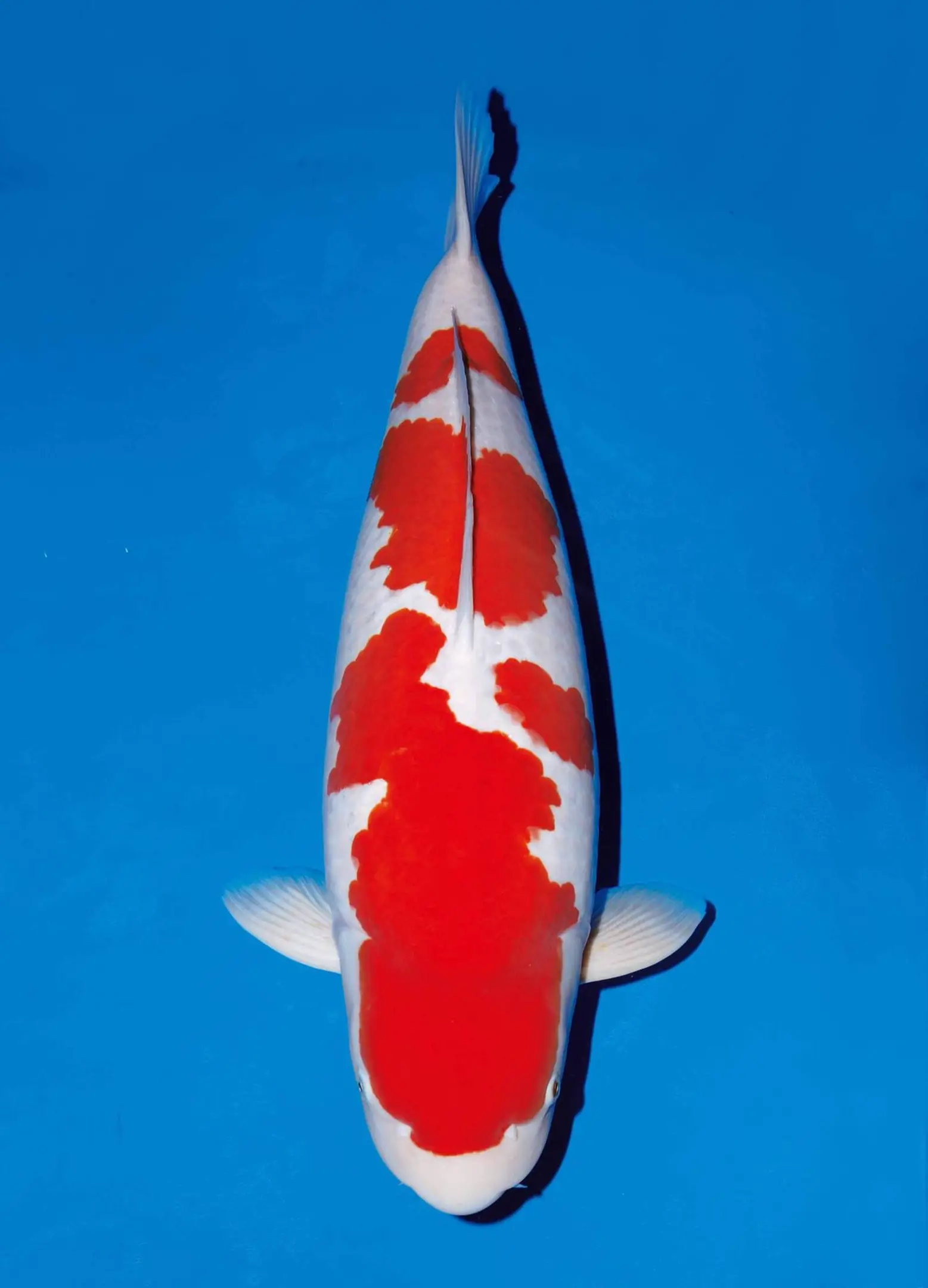 Pilihan Grade Ikan Koi Kohaku