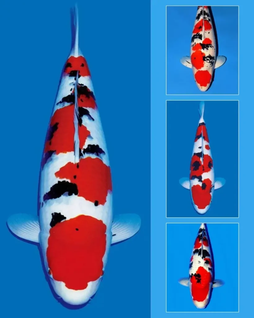 Pilihan Ukuran Ikan Koi Sanke yang Kami Jual