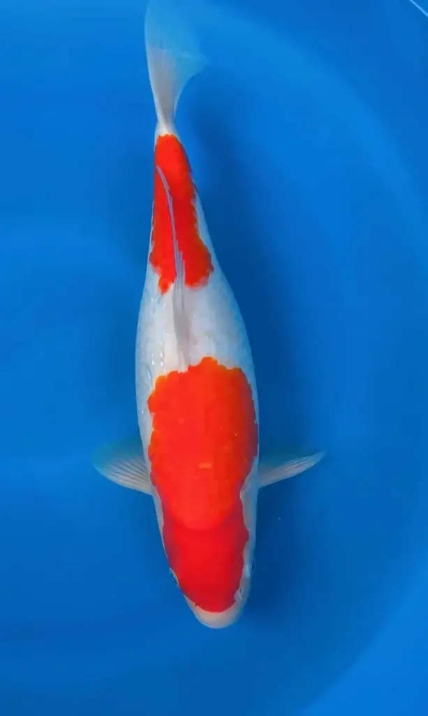 1. Ikan Koi Nidan Kohaku