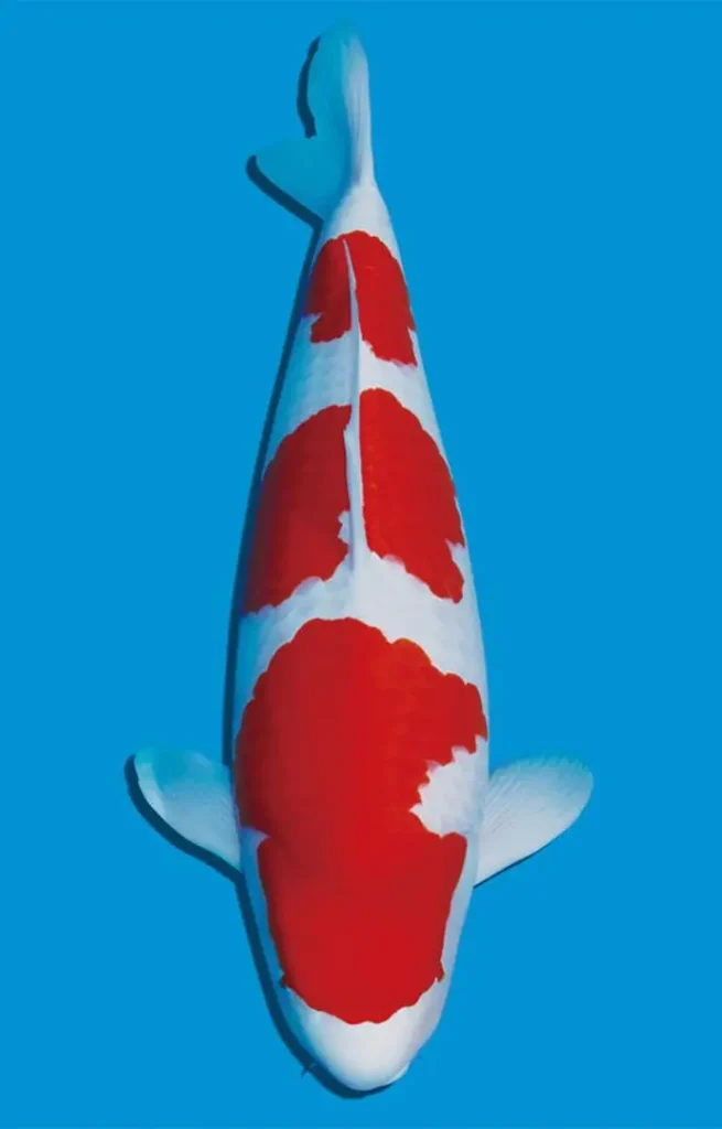 2. Ikan Koi Sandan Kohaku