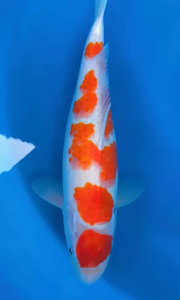 4. Ikan Koi Godan Kohaku