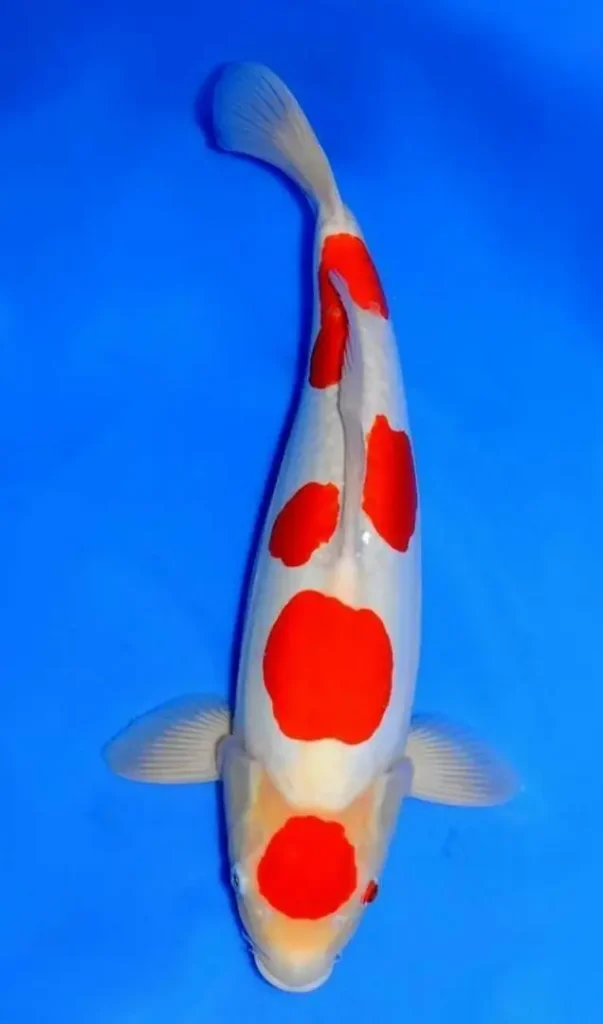 5. Ikan Koi Maruten Kohaku