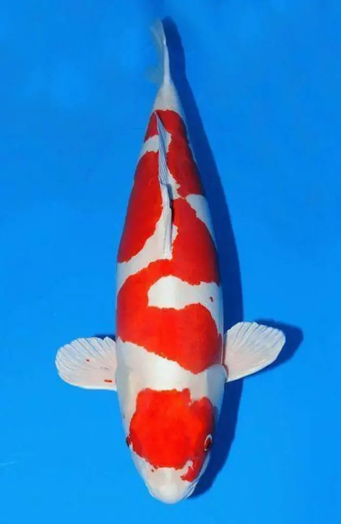 6. Ikan Koi Inazuma Kohaku