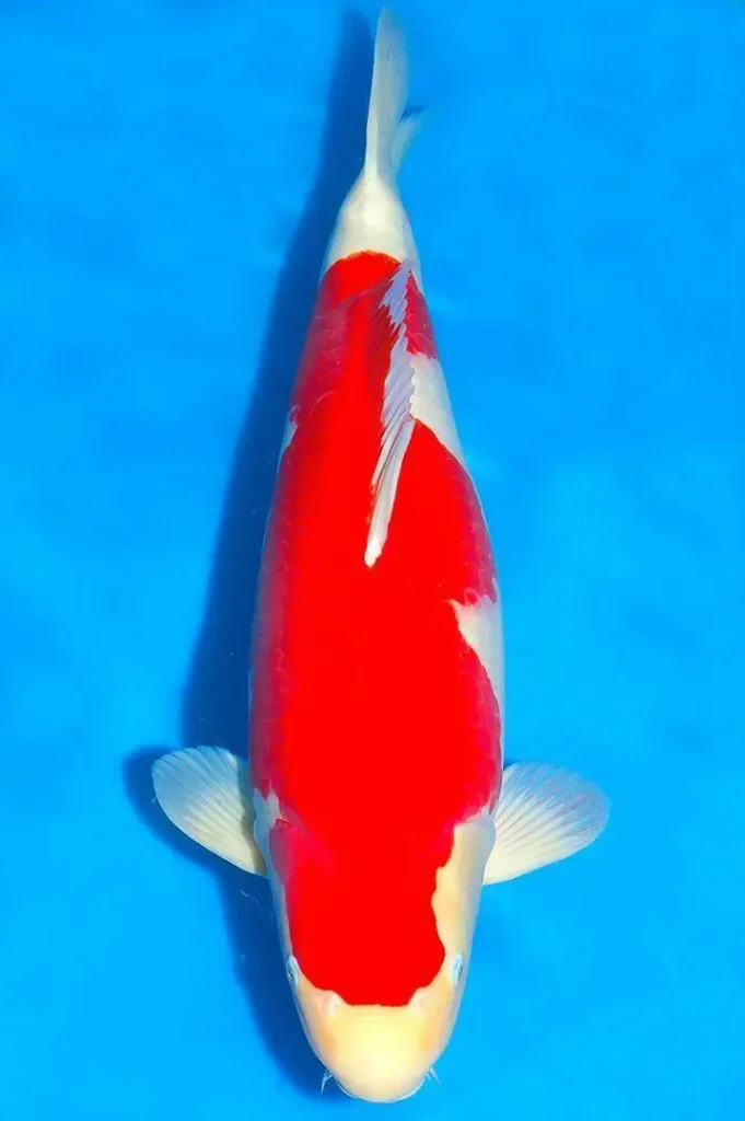 7. Ikan Koi Straight Hi Kohaku