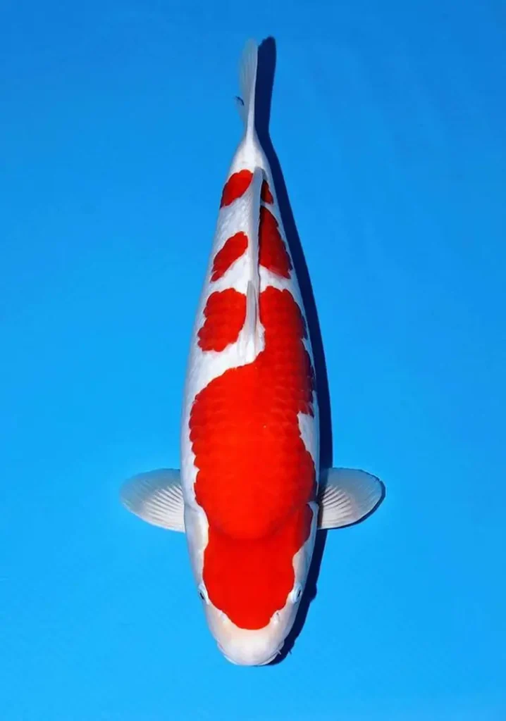 Apa Itu Ikan Koi Kohaku