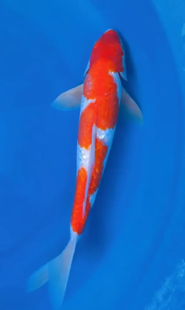 Cara Menilai Kualitas Ikan Koi Kohaku