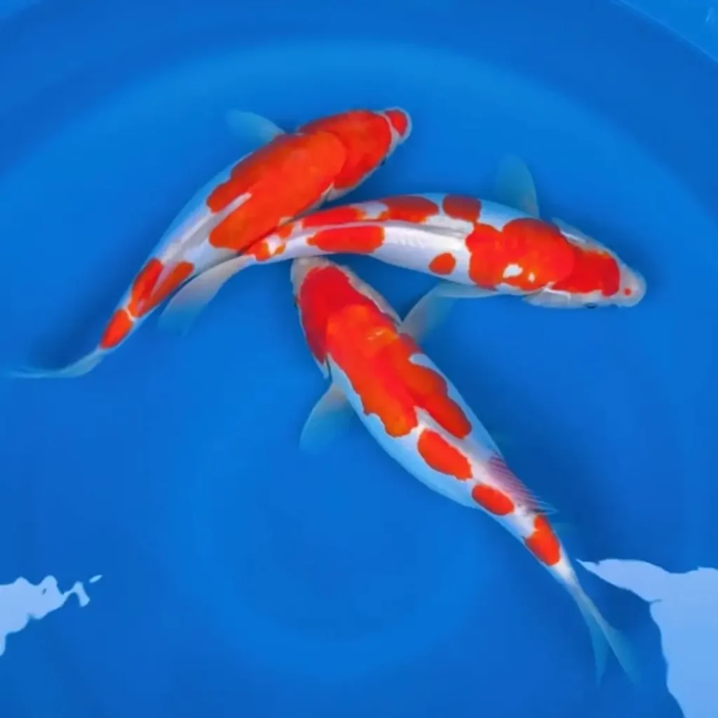 Ciri-Ciri Ikan Koi Kohaku yang Mudah Dikenali