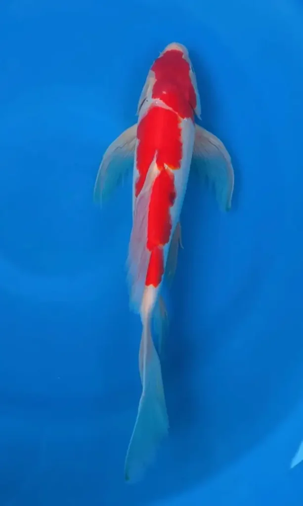 Fakta Menarik tentang Ikan Koi Kohaku