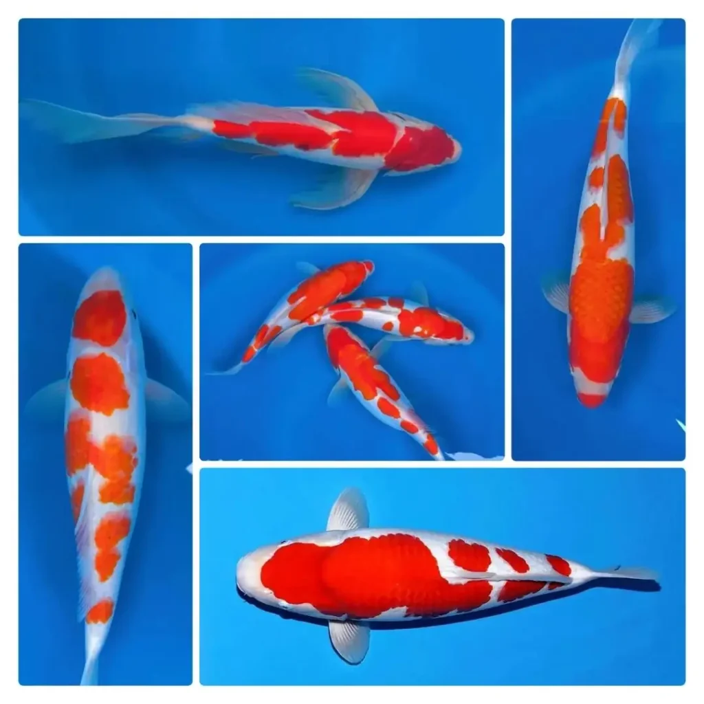 Ikan Koi Kohaku Ciri-Ciri, Jenis, Pola Warna & Fakta Menarik