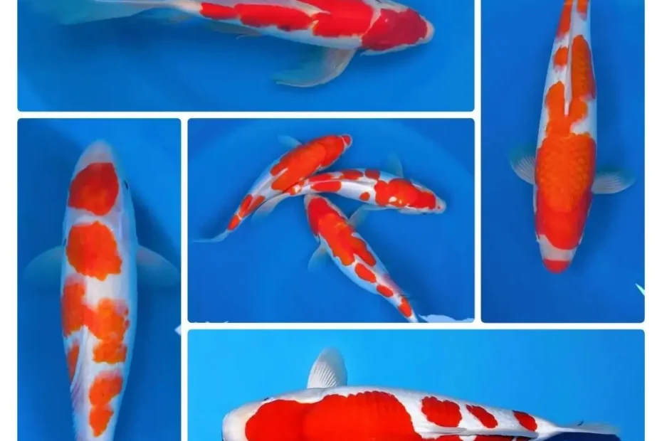 Ikan Koi Kohaku Ciri-Ciri, Jenis, Pola Warna & Fakta Menarik