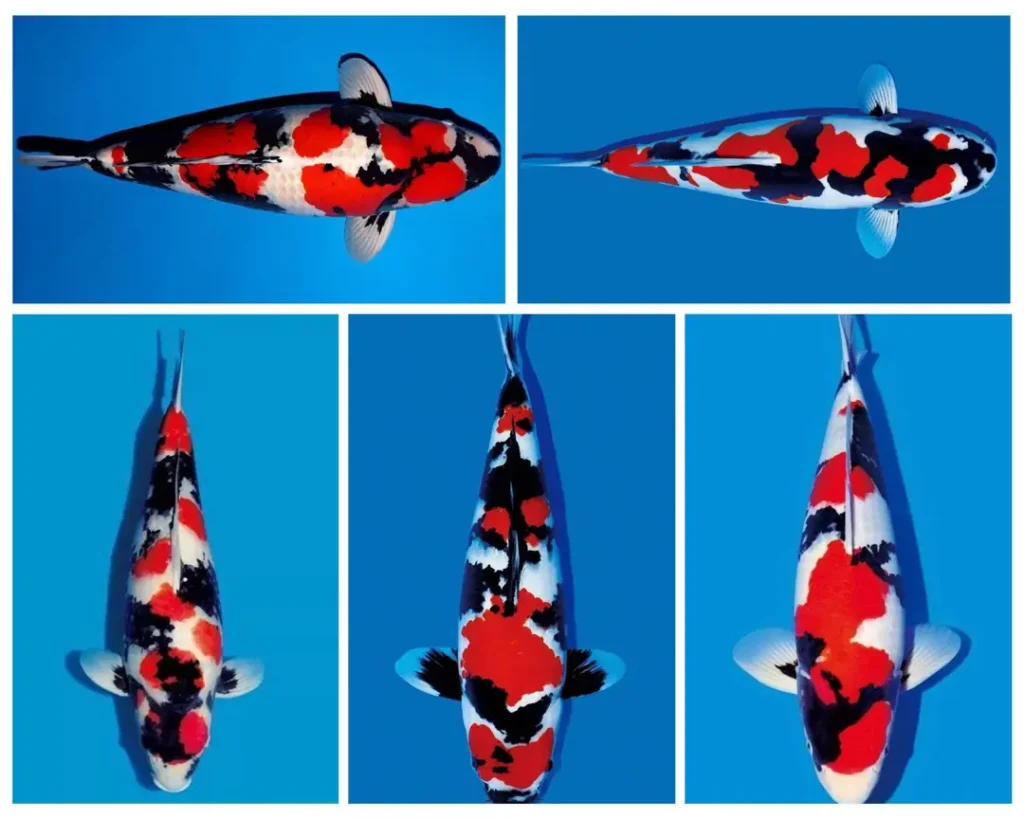 Ikan Koi Showa Ciri-Ciri, Jenis, dan Cara Membedakannya dengan Sanke