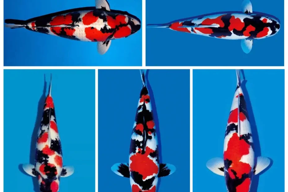 Ikan Koi Showa Ciri-Ciri, Jenis, dan Cara Membedakannya dengan Sanke