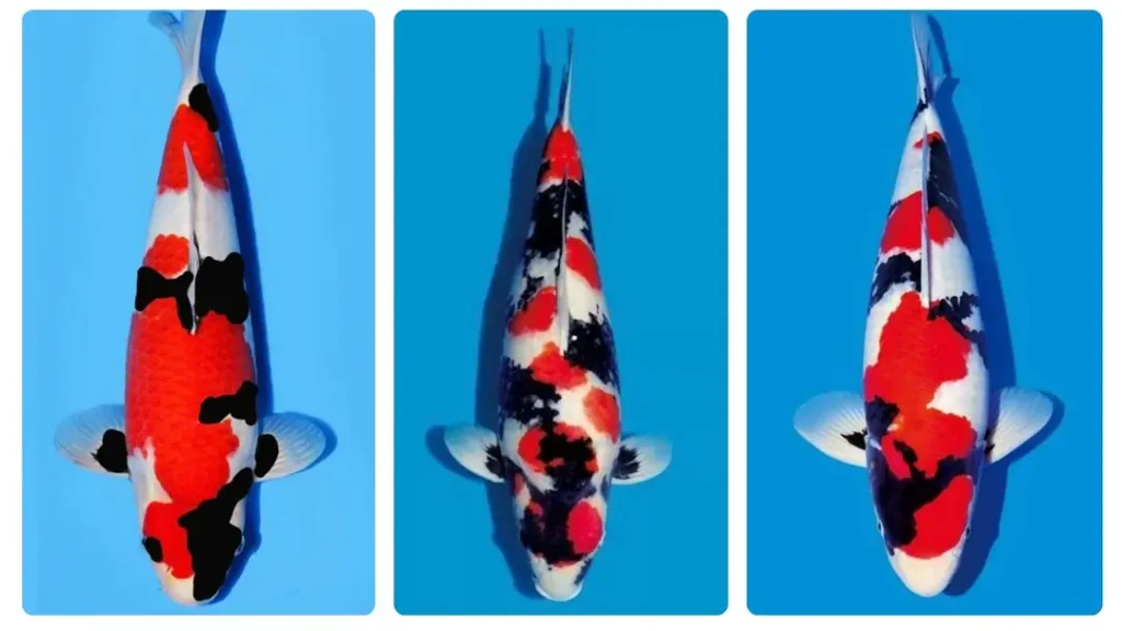 Jenis-Jenis Ikan Koi Showa dan Karakteristiknya