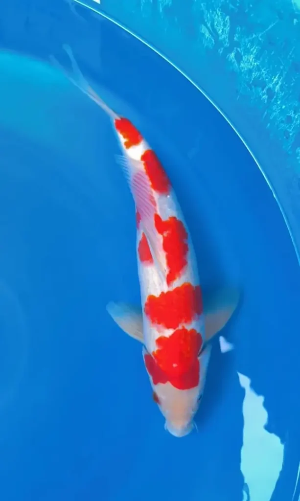 Kesimpulan tentang Ikan Koi Kohaku