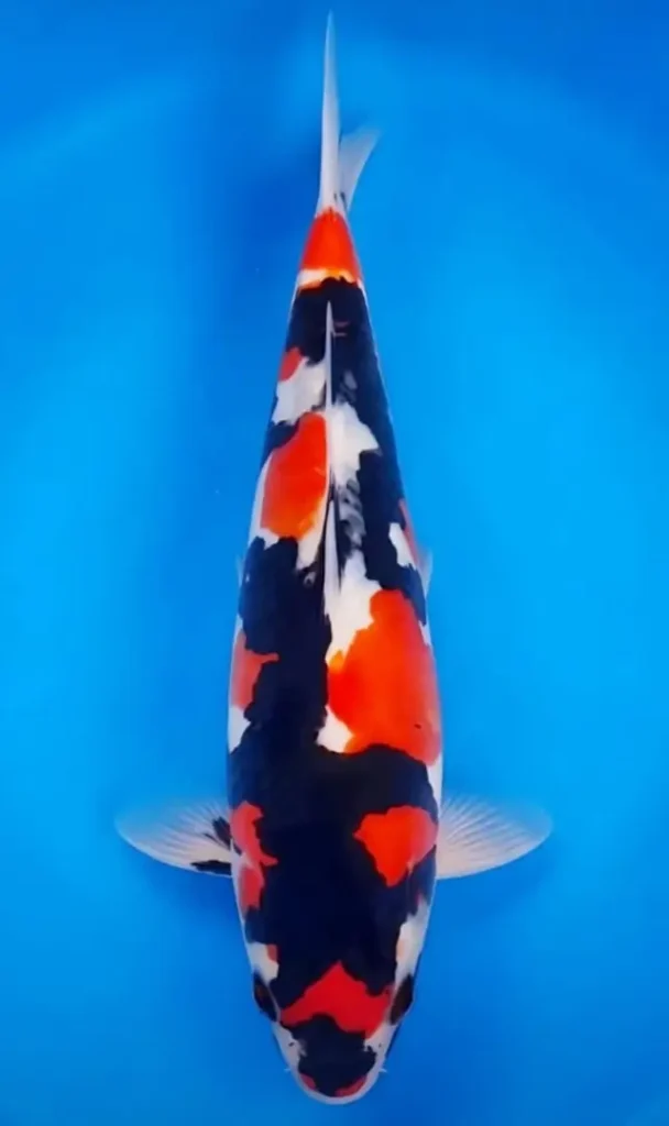 Kesimpulan tentang Ikan Koi Showa