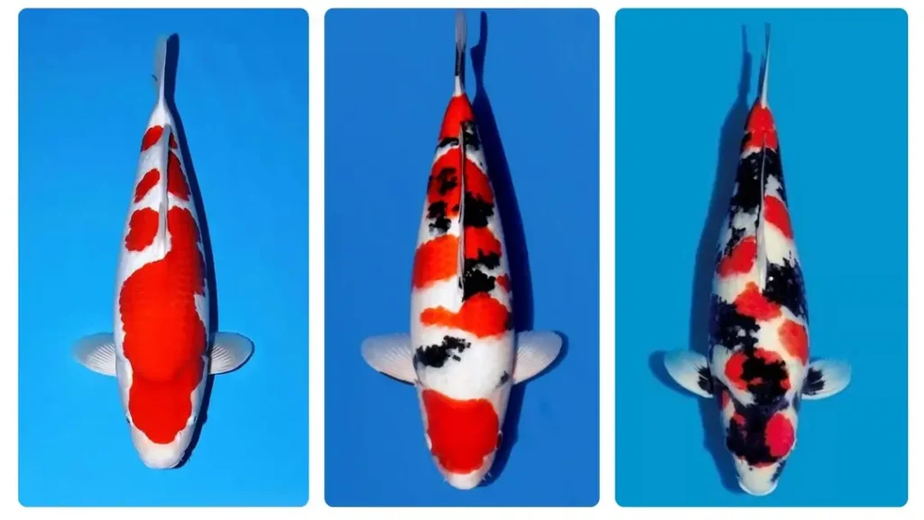 Perbedaan Ikan Koi Kohaku, Sanke, dan Showa