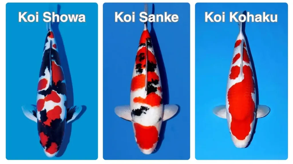 Perbedaan Ikan Koi Showa, Sanke, dan Kohaku