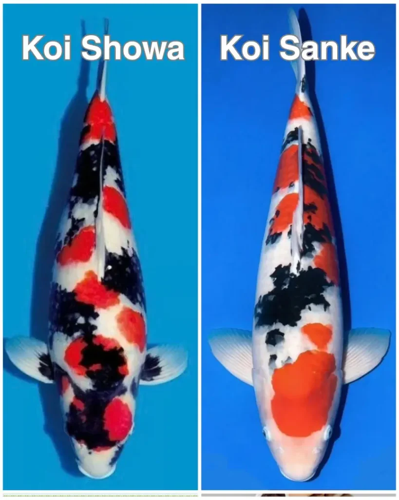 Perbedaan Ikan Koi Showa dan Sanke