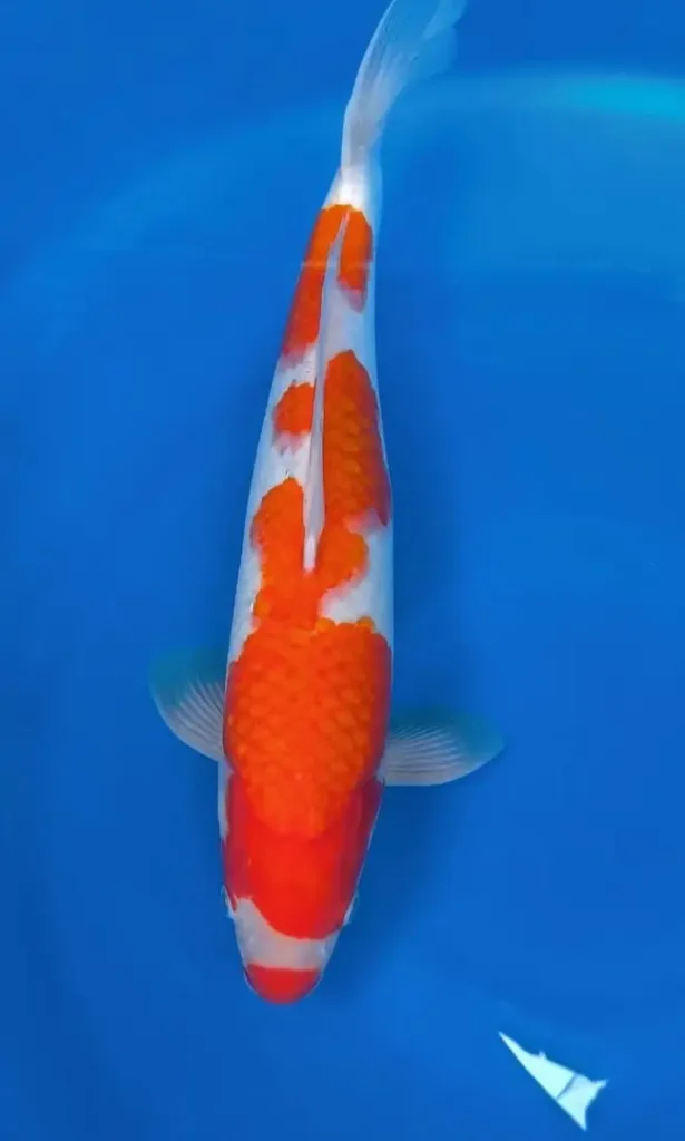 Pertanyaan Umum tentang Ikan Koi Kohaku (FAQ)